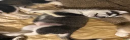 Mixed Breed dogs for sale: Husky Hybrid Puppies (Utonagans)  - Advert 19