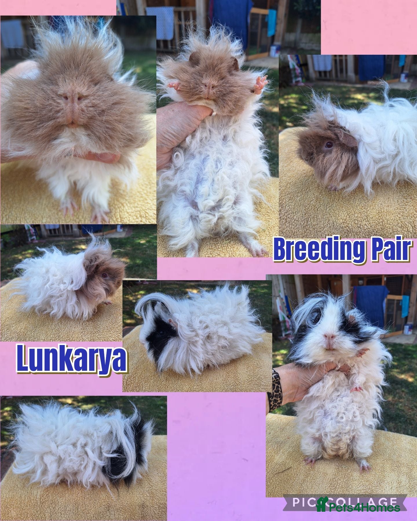 Guinea Pig rodents Lunkarya breeding pair Imports + Pairs of BOYS - Advert 1