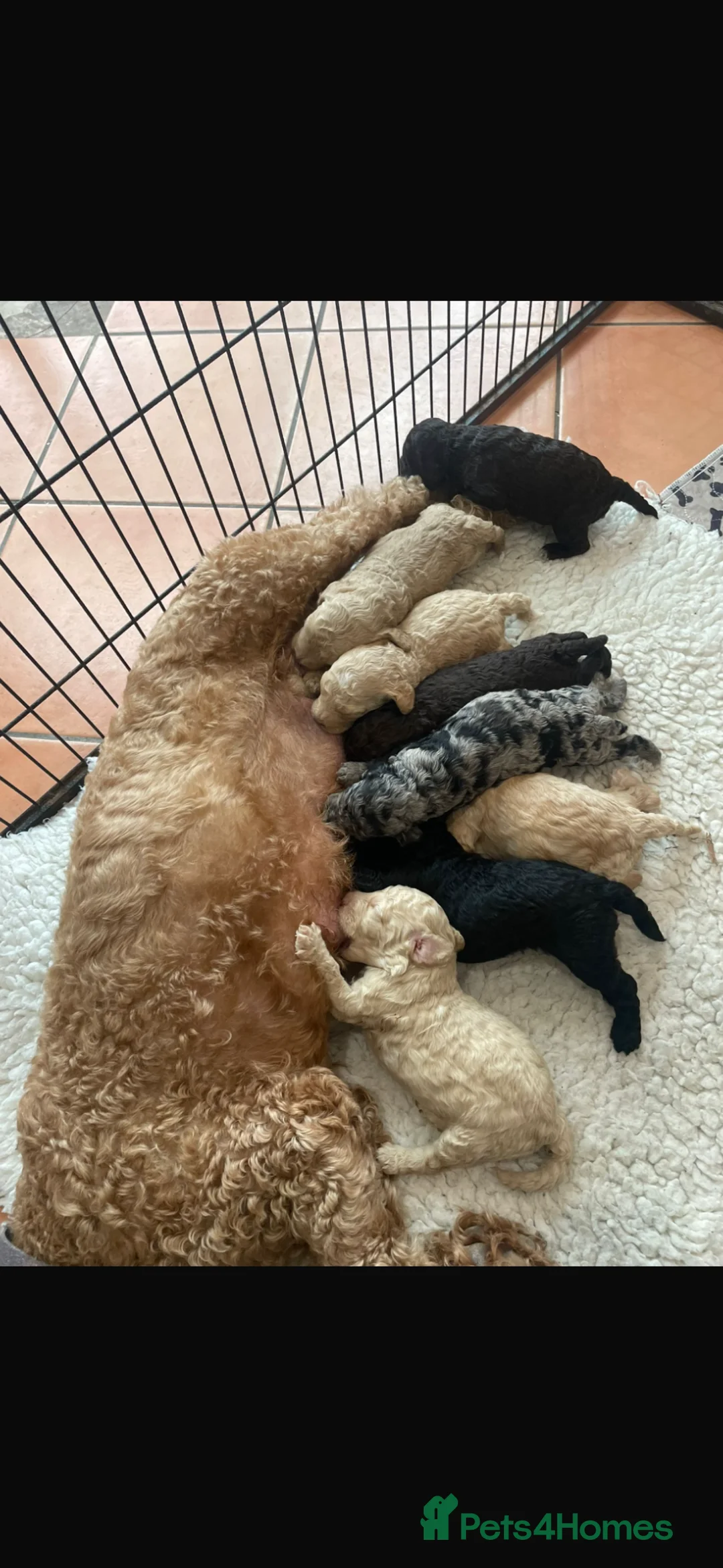 Cockapoo dogs for sale: Cockapoo f2 gorgeous puppies  - Advert 2
