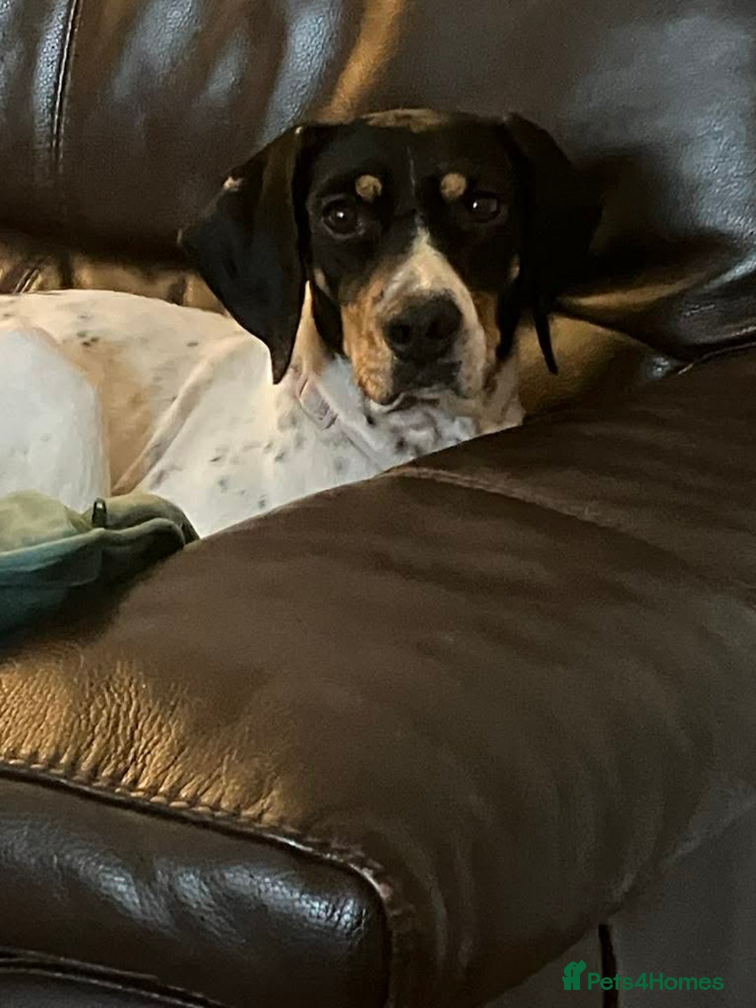 Mixed Breed dogs for adoption: Betty – 3 years old, female, Mixed Breed   - Advert 10