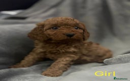 Cockapoo dogs for sale: Cockapoo F1b non moulting health tested puppies  - Image 23