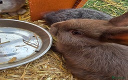 Lionhead rabbits for sale: 5 lionhead x - Image 2