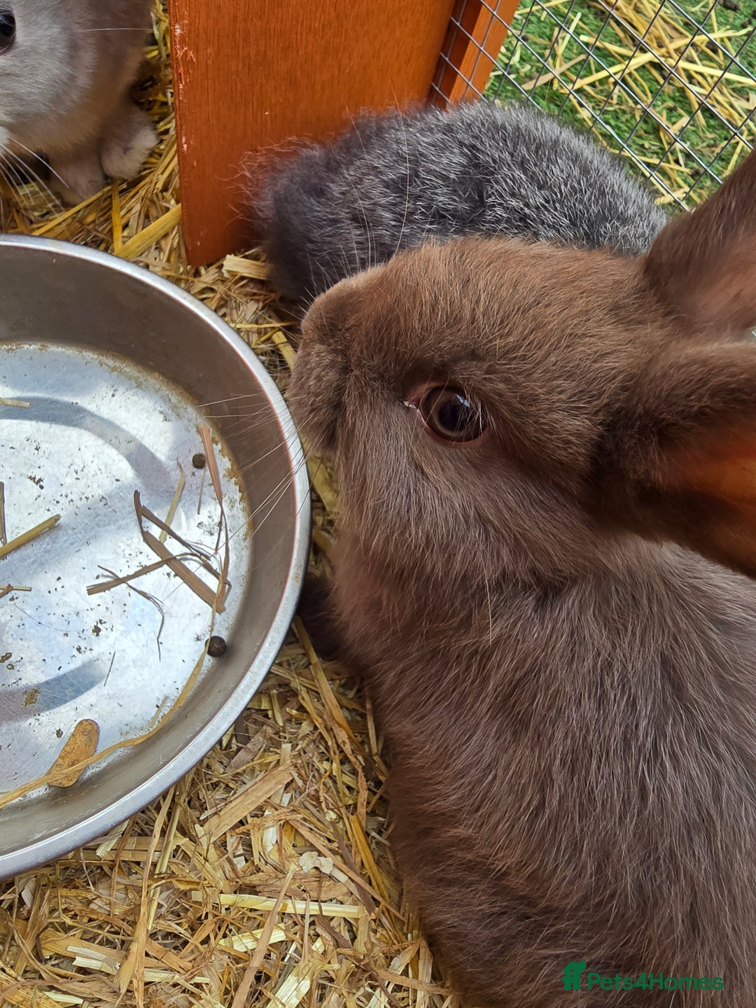 Lionhead rabbits for sale: 5 lionhead x - Image 2