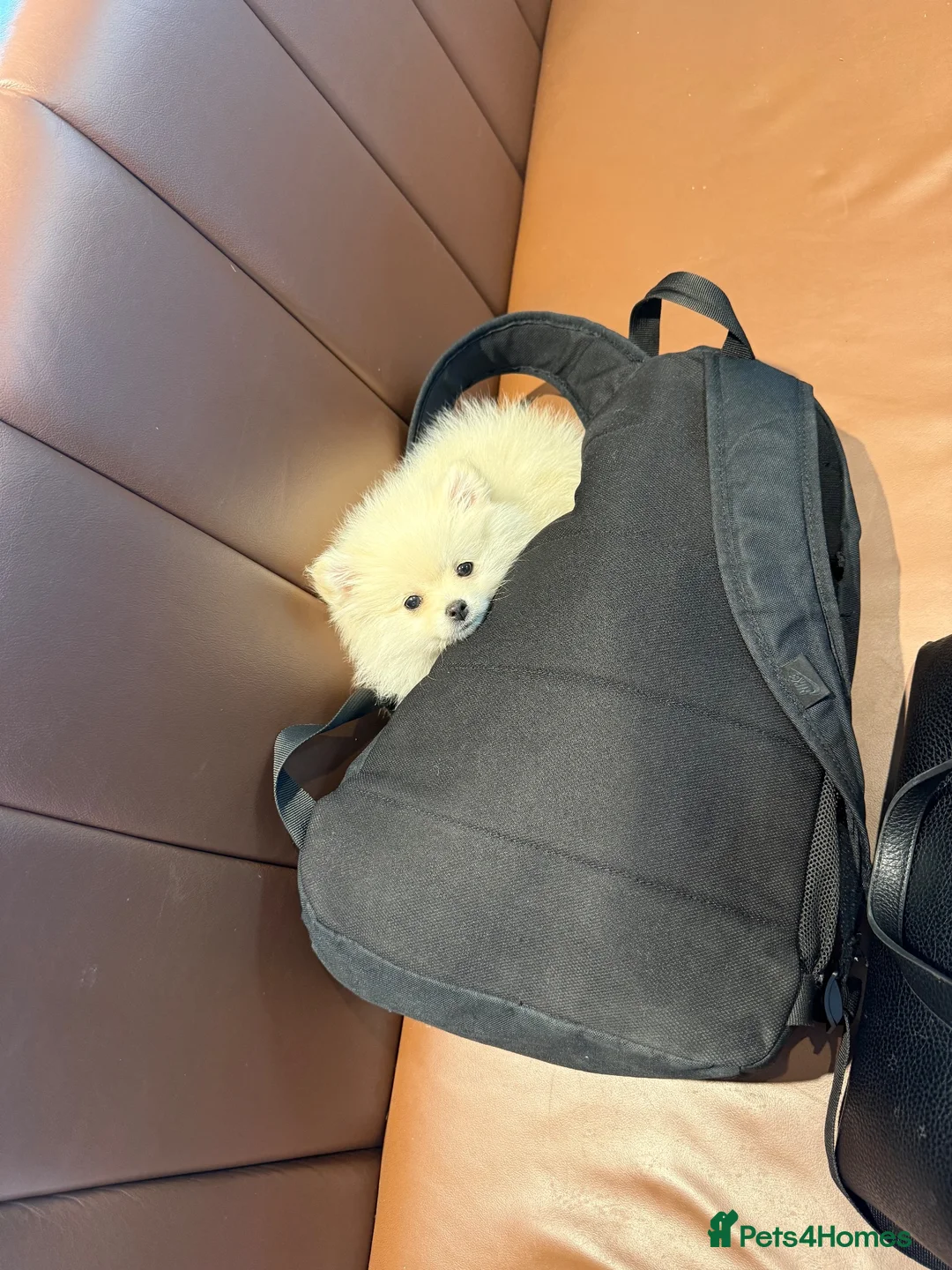 Pomeranian dogs for sale: Beautiful Female Pomeranian  in Ashton-under-Lyne - Advert 2