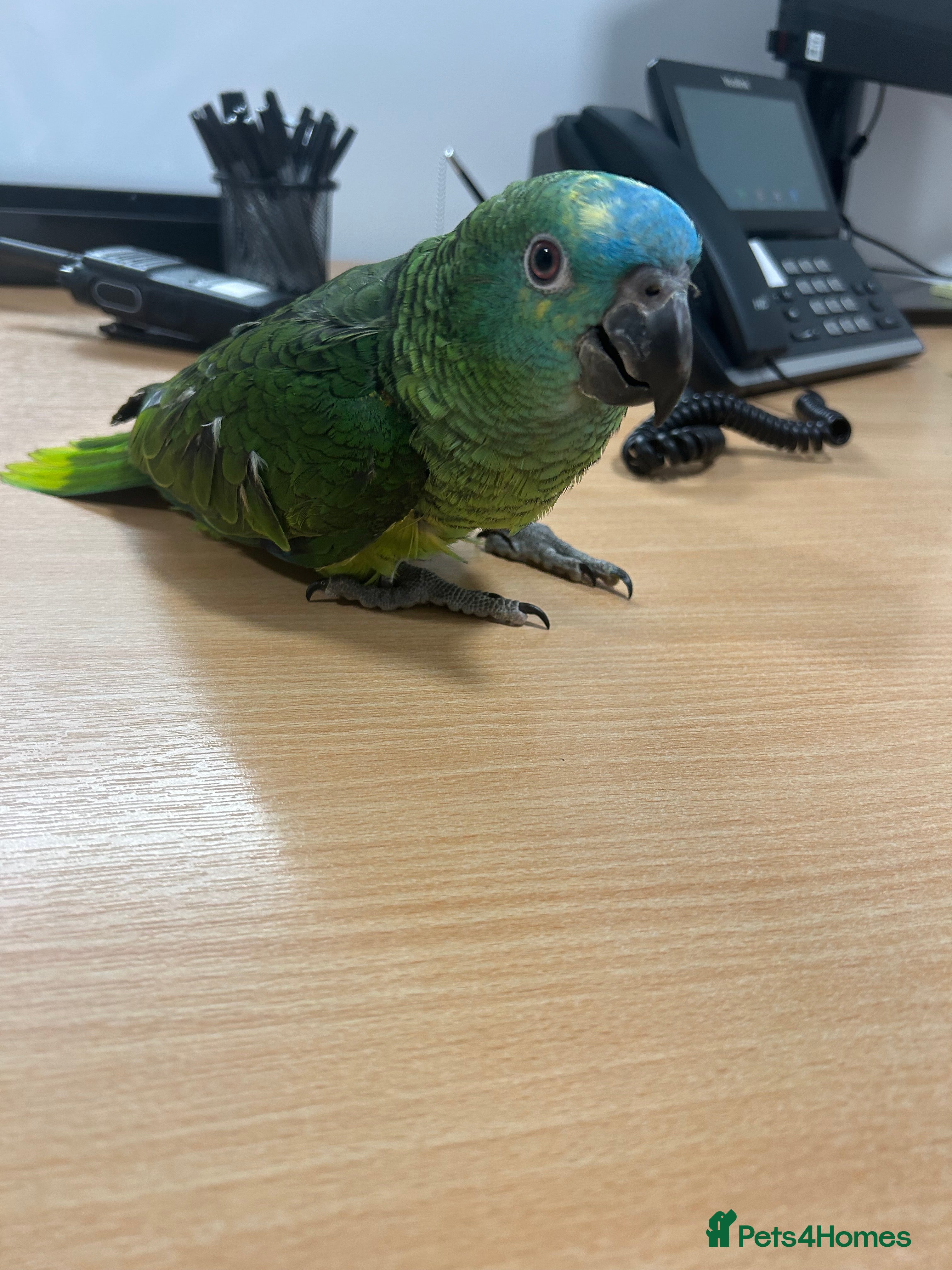 Parrots birds Hand Reared Baby Blue Fronted Amazons  - Advert 6