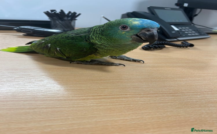Parrots birds Hand Reared Baby Blue Fronted Amazons  - Advert 18