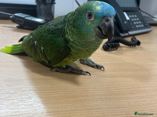 Parrots birds Hand Reared Baby Blue Fronted Amazons - Advert 5