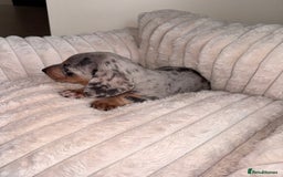 Miniature Dachshund dogs for sale: Miniature dachshund  - Image 11
