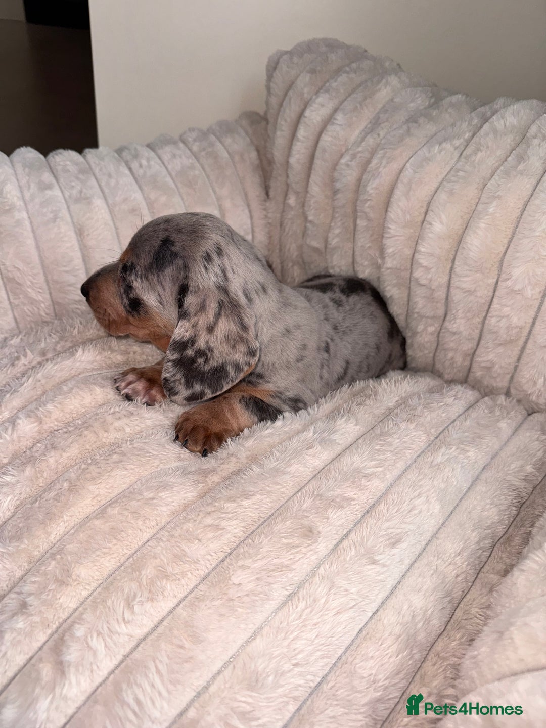 Miniature Dachshund dogs for sale: Miniature dachshund  - Image 11