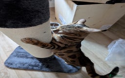 Bengal cats for sale: Beautiful, Loving Bengal Looking for a New Home - Image 2