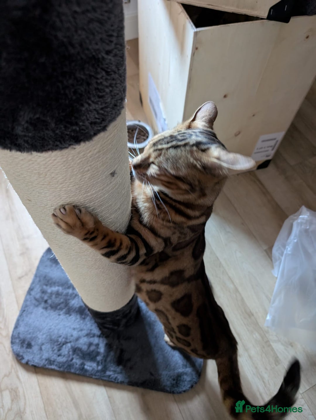 Bengal cats for sale: Beautiful, Loving Bengal Looking for a New Home - Image 2