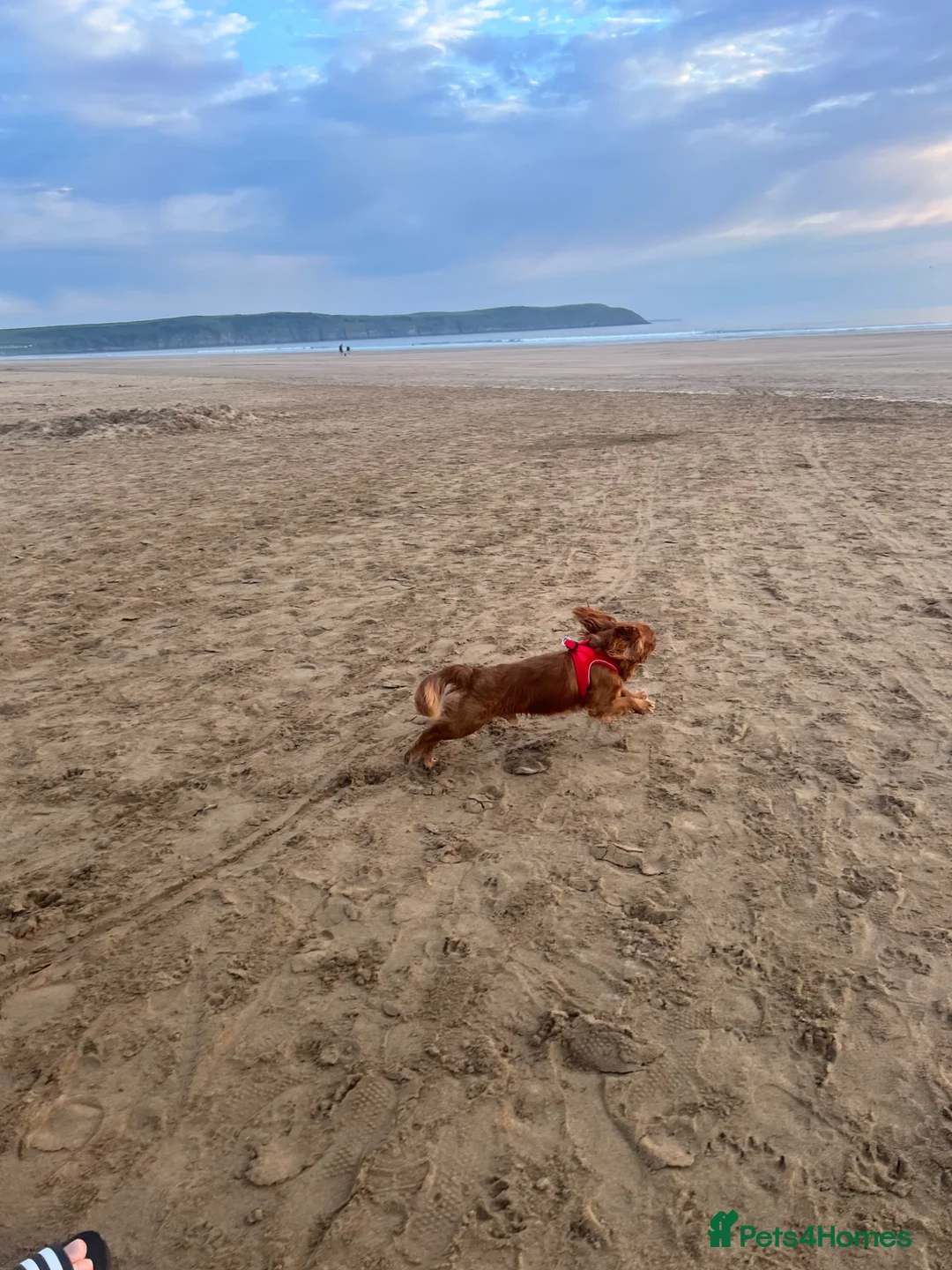 Cavalier King Charles Spaniel dogs for sale: Beautiful 3 Year Old Cavalier  in Worcester - Advert 5
