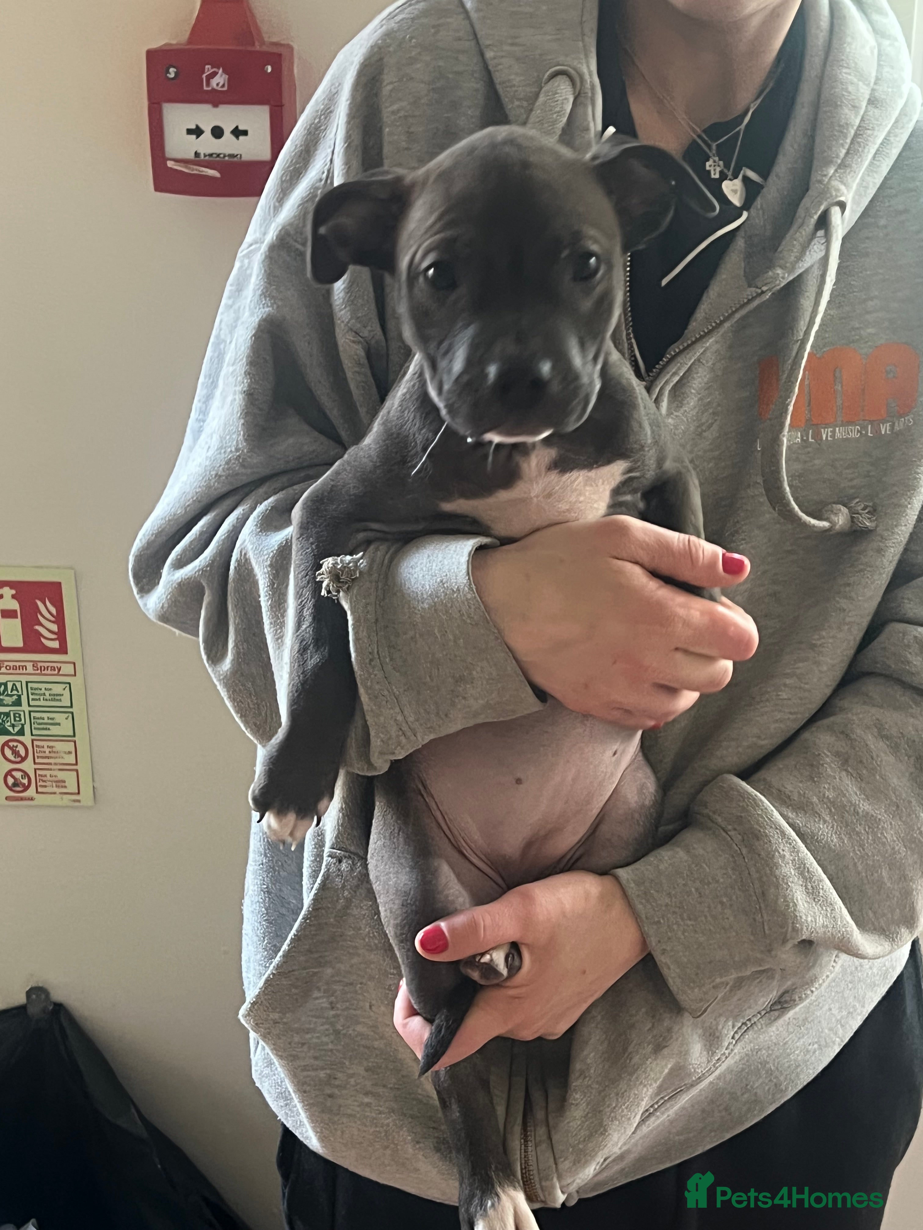 Mixed Breed dogs for sale:  Rare Brutale bloodline 🔥Staffyxhusky puppies 🔥 - Advert 31