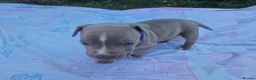 Staffordshire Bull Terrier dogs for sale: Staffordshire bully puppies  - Advert 24