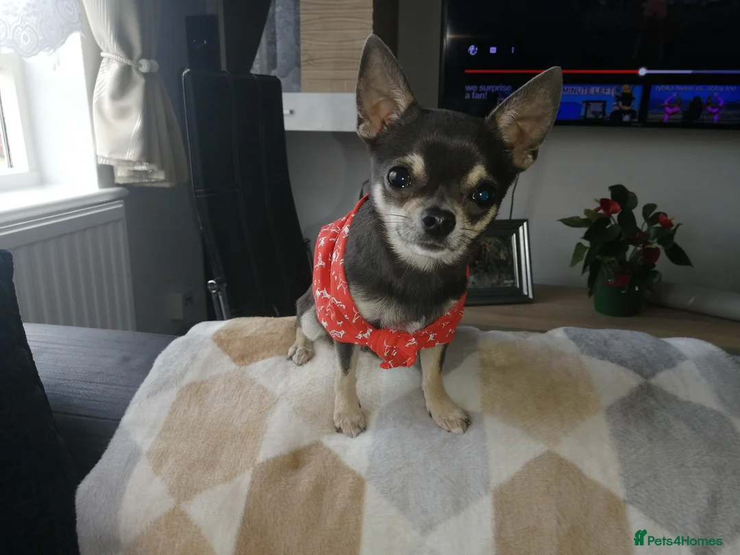 Chihuahua dogs for stud: Chihuahua for stud in Brighton - Advert 6