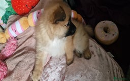 Pomeranian dogs for sale: Gorgeous Pomeranian puppies for sale - Image 9