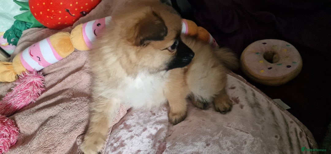 Pomeranian dogs for sale: Gorgeous Pomeranian puppies for sale - Image 9