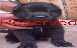 German Shepherd dogs for sale: Beautiful Chunky German Shepherd Puppies - Image 7