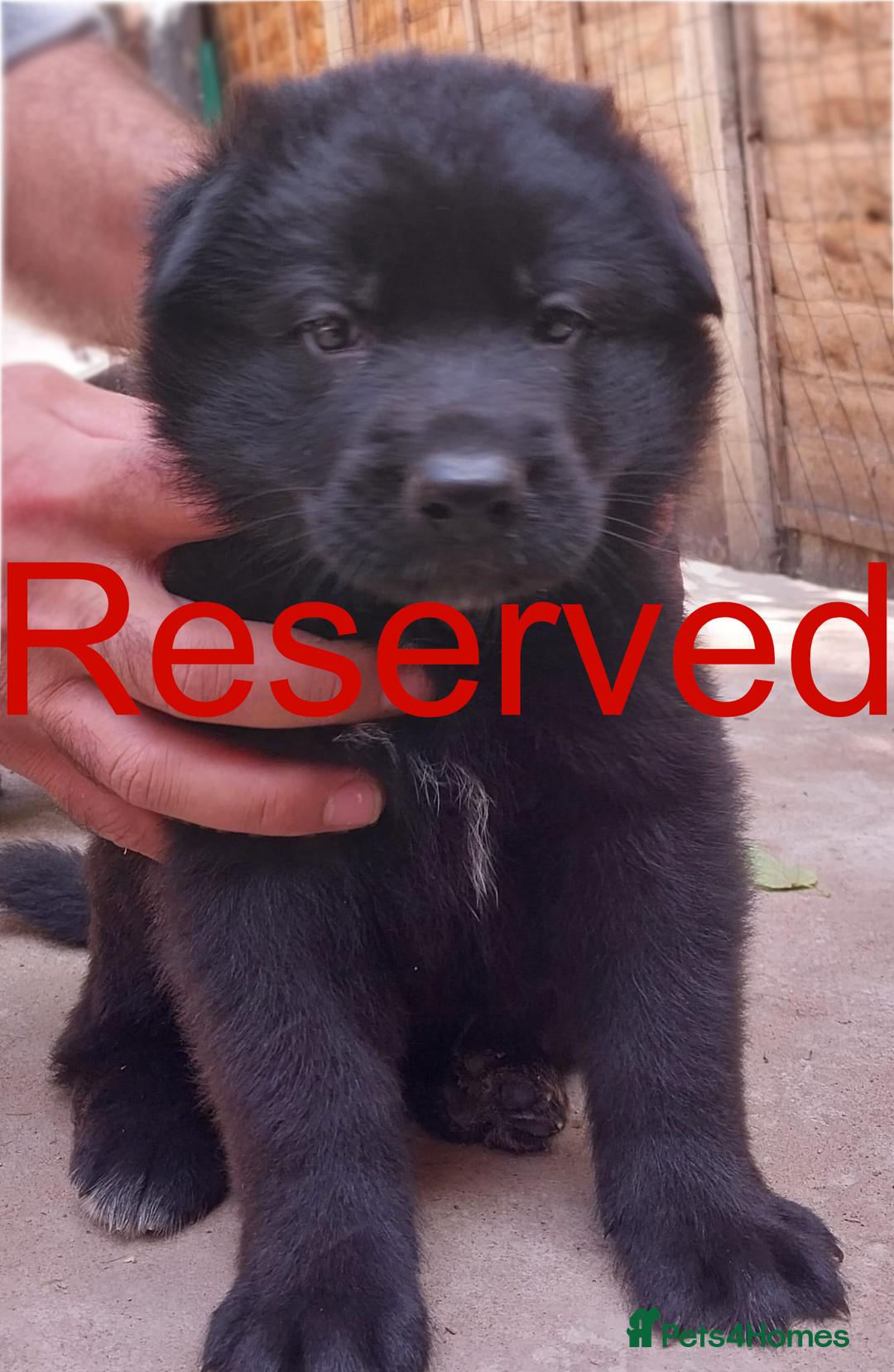 German Shepherd dogs for sale: Beautiful Chunky German Shepherd Puppies - Image 7
