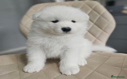Samoyed dogs for sale: Beautiful Samoyed Puppies! ✨* - Image 21