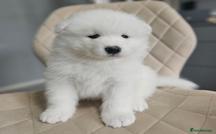 Samoyed dogs Beautiful Samoyed Puppies! ✨* - Advert 5