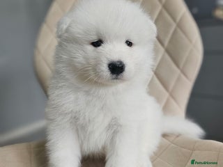 Samoyed dogs Beautiful Samoyed Puppies! ✨* - Advert 2