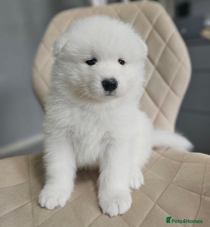 Samoyed dogs Beautiful Samoyed Puppies! ✨* - Advert 1