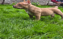 American Bully dogs for sale: 3 Stunning Correct Female Pocket Bullies  - Image 6