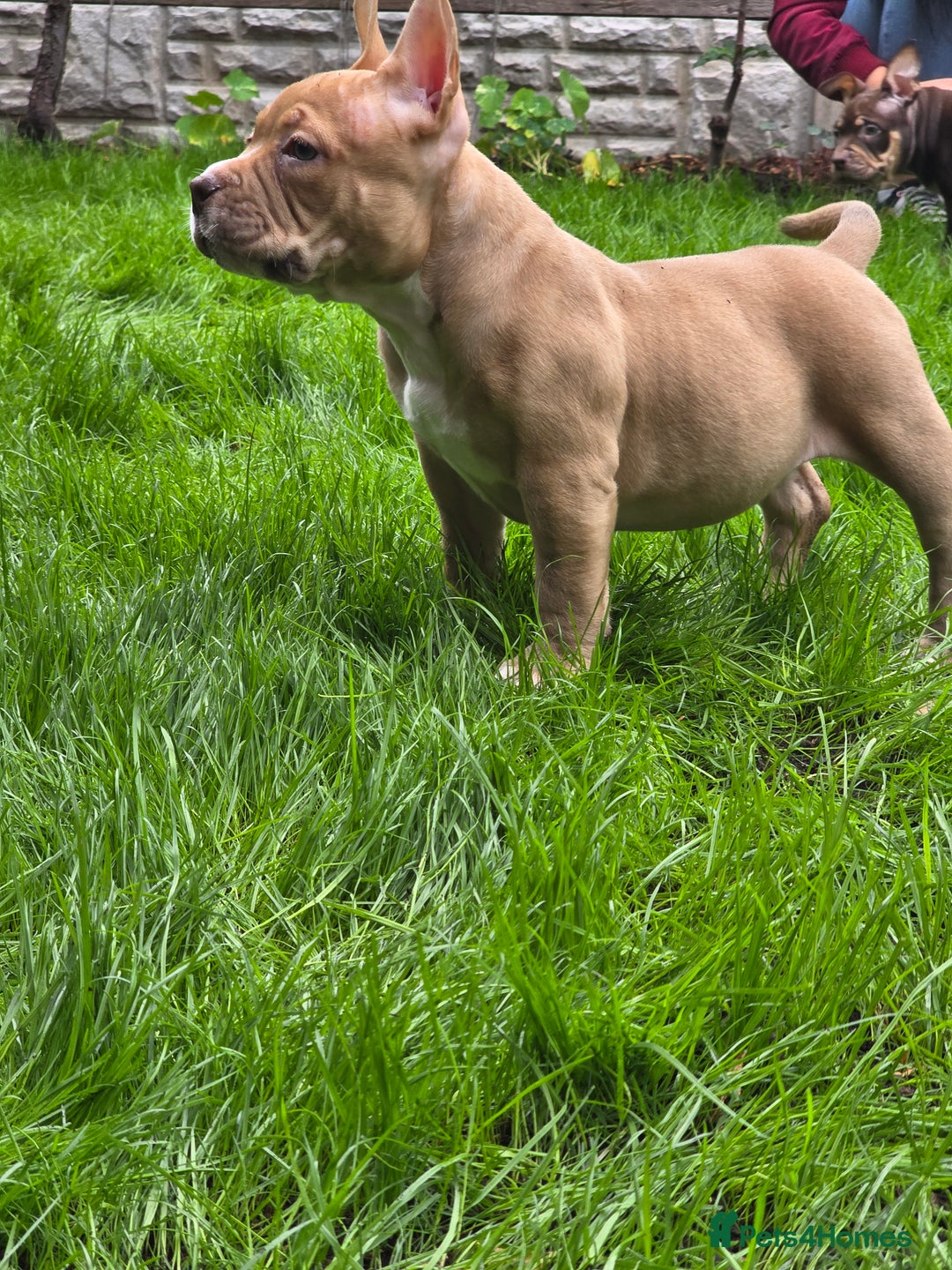 American Bully dogs for sale: 3 Stunning Correct Female Pocket Bullies  - Image 6