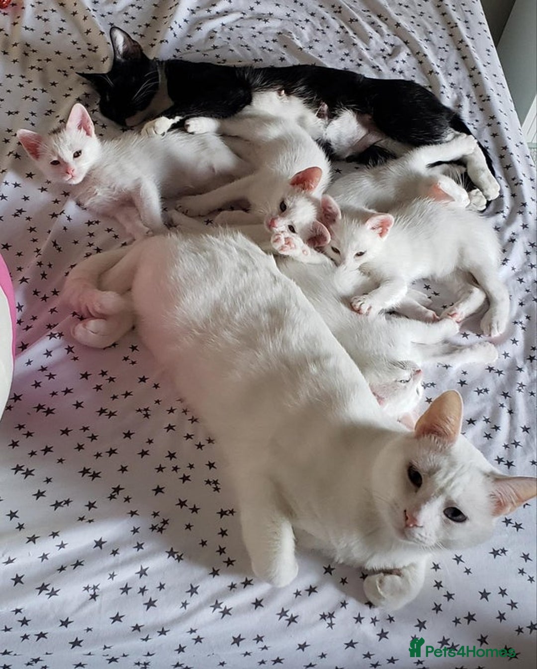 Mixed Breed cats for sale: 2 female 1 male kittens - Image 4