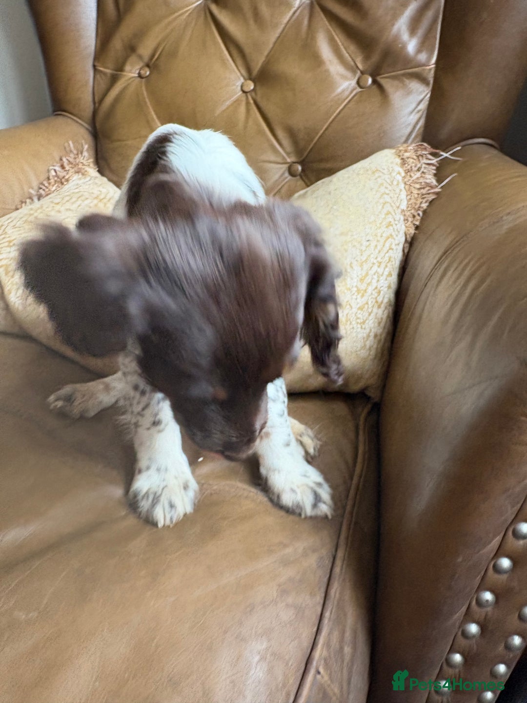 Sprocker dogs for sale: 3 beautiful sprocker pups left - Image 6