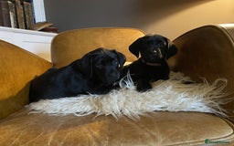 Labrador Retriever dogs for sale: Litter Of 9 Beautiful Black and Fox Red Puppies - Image 1