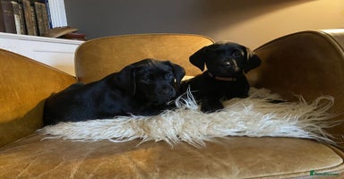 Labrador Retriever dogs - Advert 9