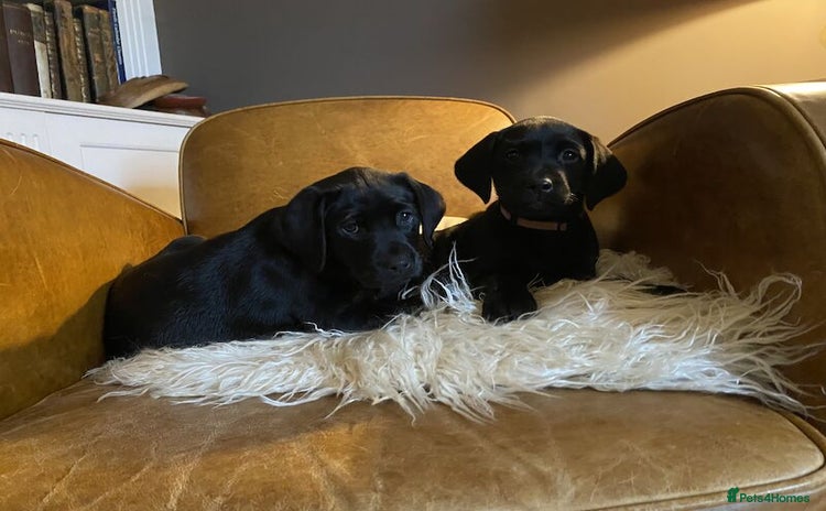 Labrador Retriever dogs - Advert 4