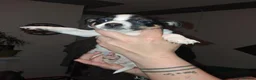 Jack Russell dogs for sale: Jack russel  - Advert 4