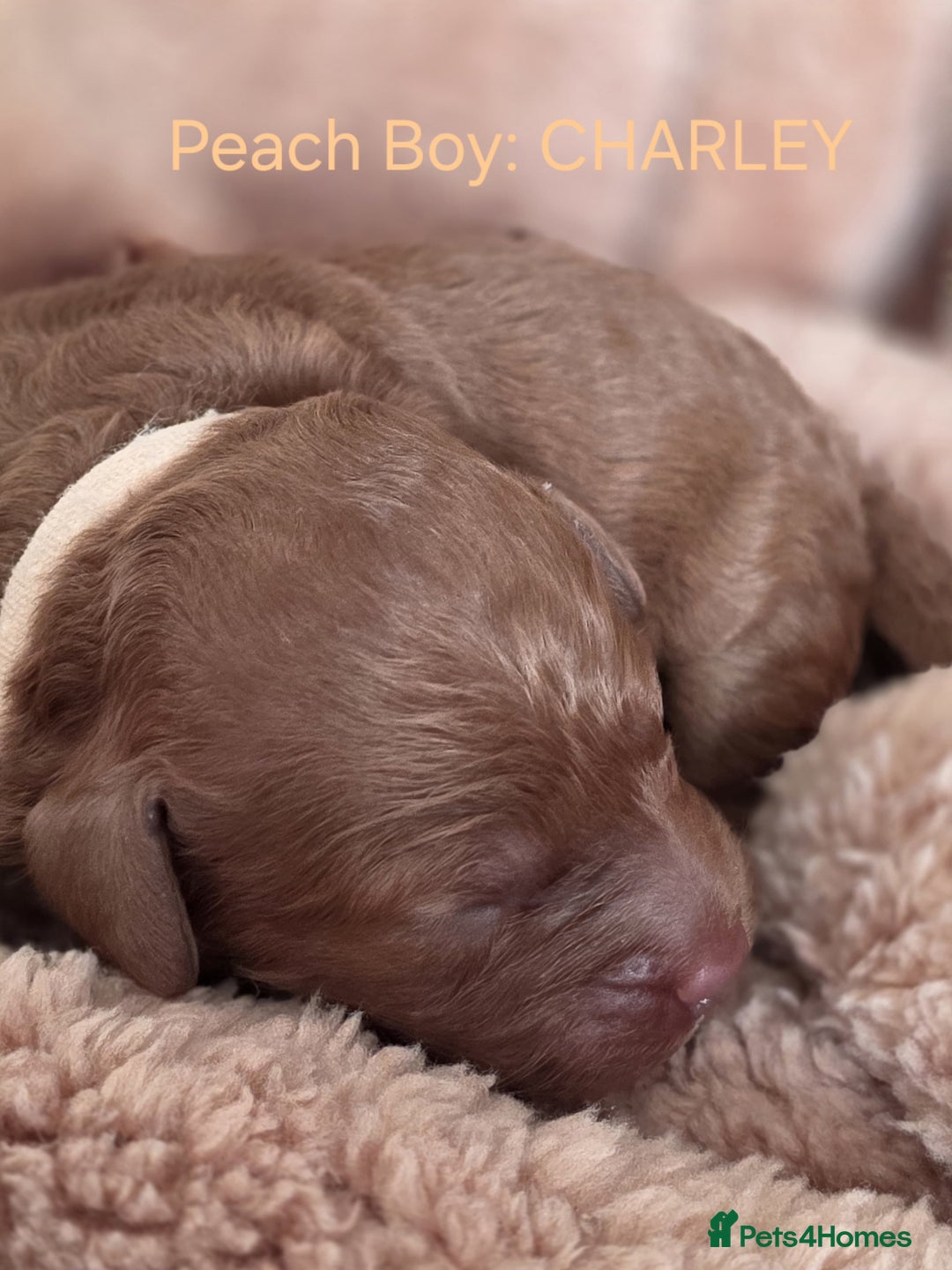 Cavapoo dogs for sale: Cavapoo's - Advert 5