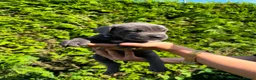 Cane Corso dogs for sale: Cane Corso puppies - Advert 13