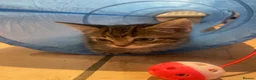 Domestic Shorthair cats for sale: Kitten for sale female  - Advert 4