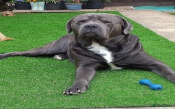 Mixed Breed dogs for sale: READY TO LEAVE NOW chunky mastiff puppies - Image 21