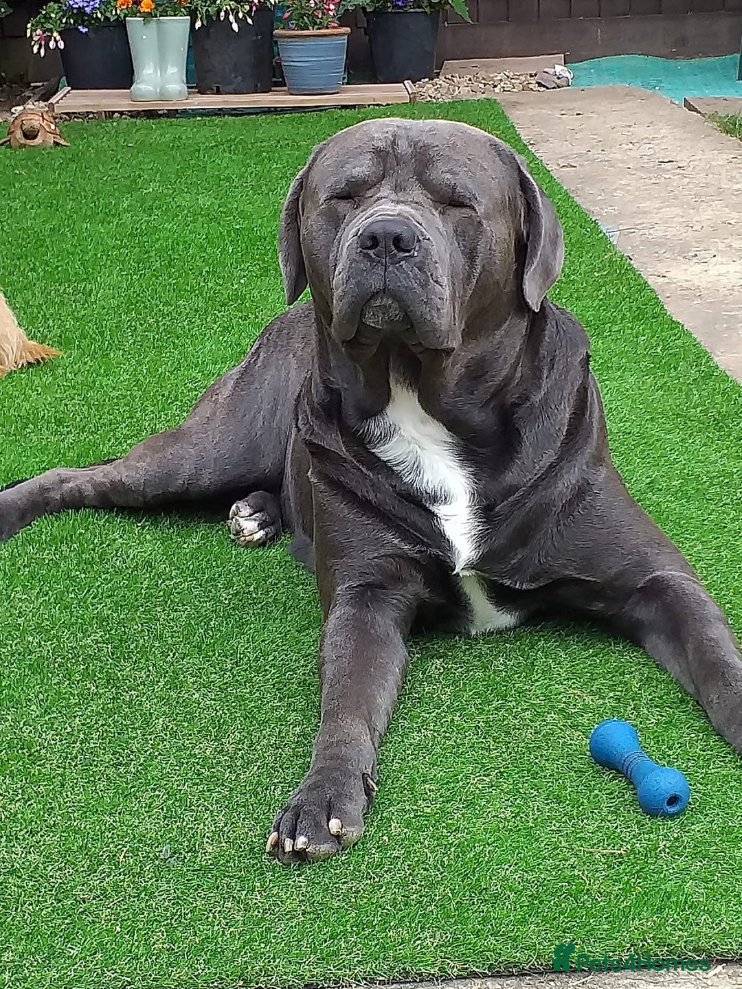 Mixed Breed dogs for sale: READY TO LEAVE NOW chunky mastiff puppies - Image 21