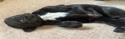 Sprocker dogs for sale: Gorgeous Sprocker spaniels for sale in West Byfleet - Advert 13
