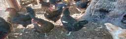 Hens poultry for sale: French Copper Marrans  - Advert 2