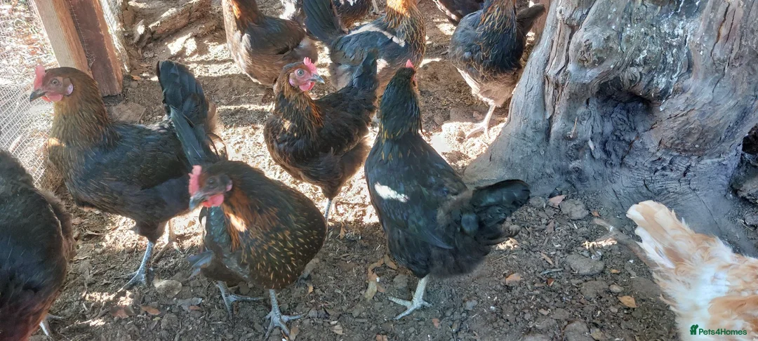 Hens poultry for sale: French Copper Marrans  - Advert 2