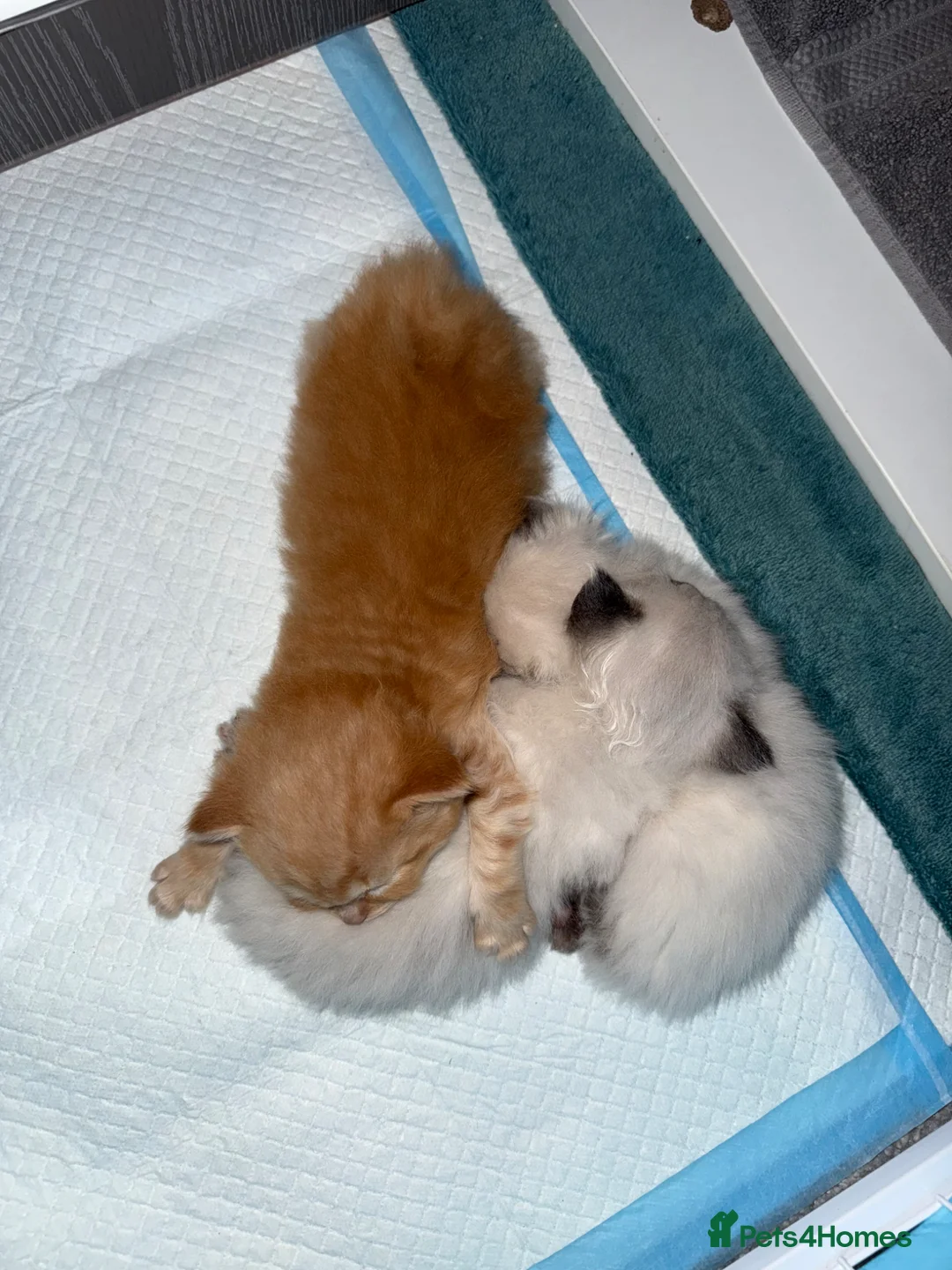 Mixed Breed cats for sale: Beautiful Ragdoll Kittens for Sale – Ready Soon 🐾 - Advert 1