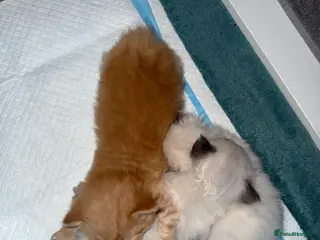 Mixed Breed cats Beautiful Ragdoll Kittens for Sale – Ready Soon 🐾 - Advert 6