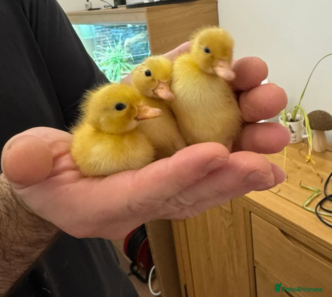 Ducks poultry for sale: Call Ducklings - Advert 1