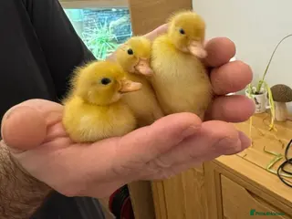 Ducks poultry Call Ducklings - Advert 1