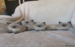 Ragdoll cats for sale: Health tested beautiful ragdoll kittens  - Image 7