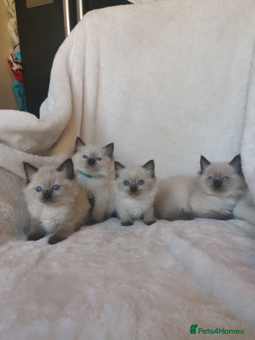Ragdoll cats for sale: Health tested beautiful ragdoll kittens  - Image 7