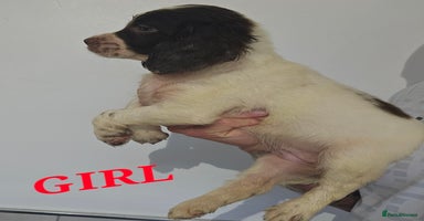 English Springer Spaniel dogs - Advert 3